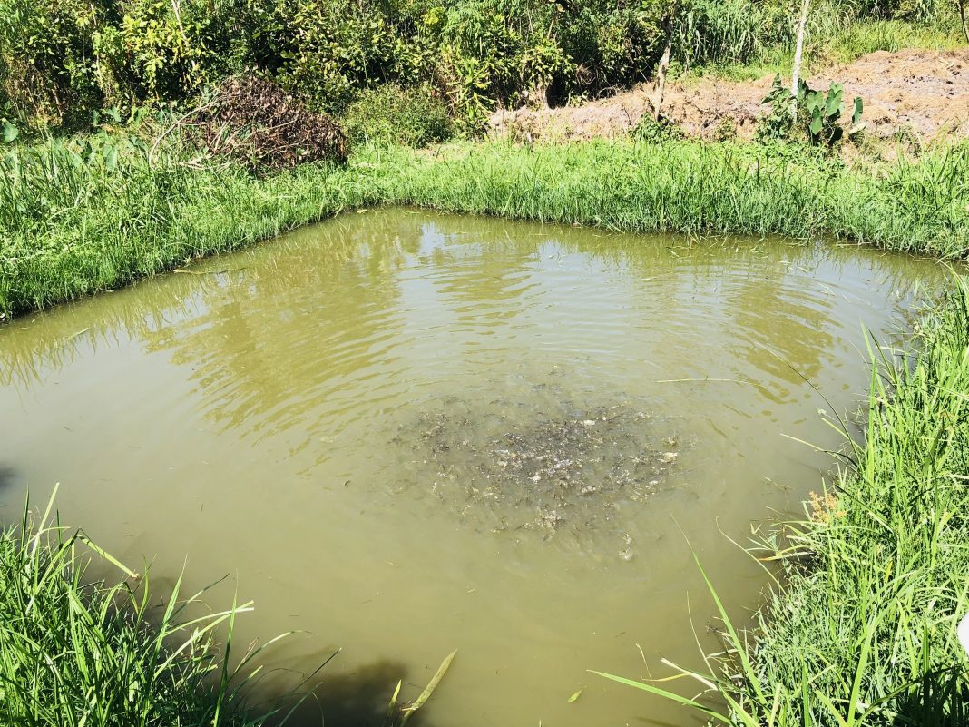 A nursery for fish before being taken to fish ponds