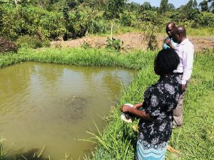 Fish feeding in their nursery